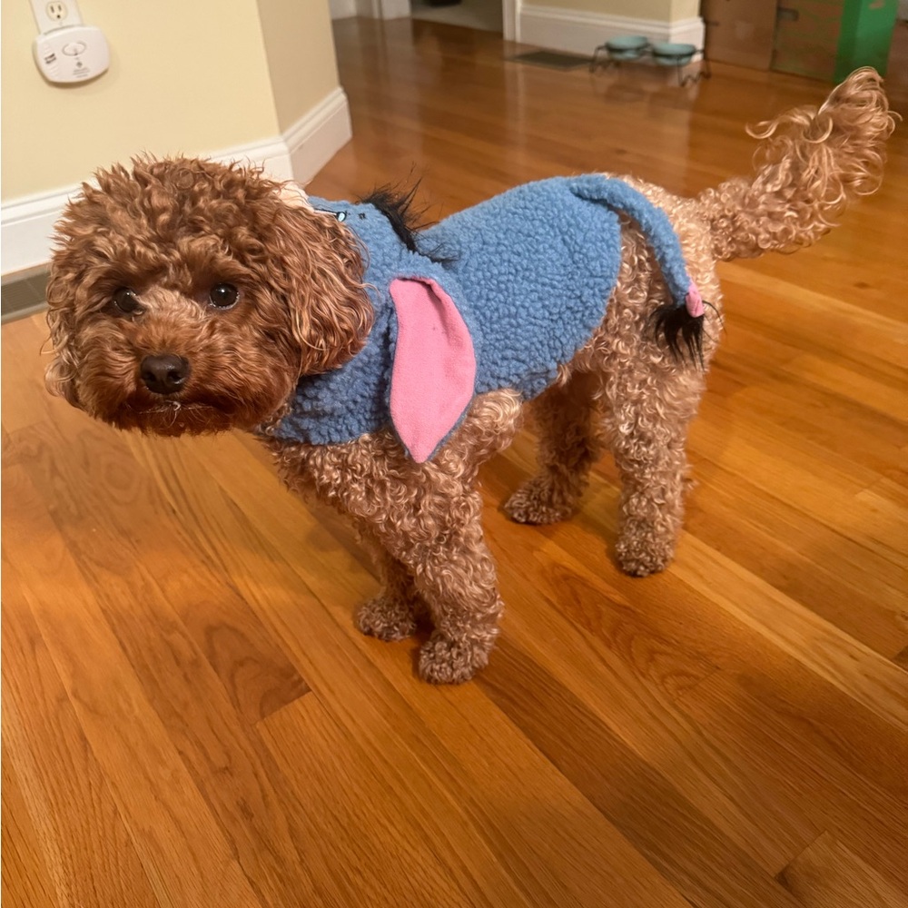 Disney Eeyore Dog Halloween Costume – Size Small – Winnie the Pooh Pet Outfit - Picture 11 of 14